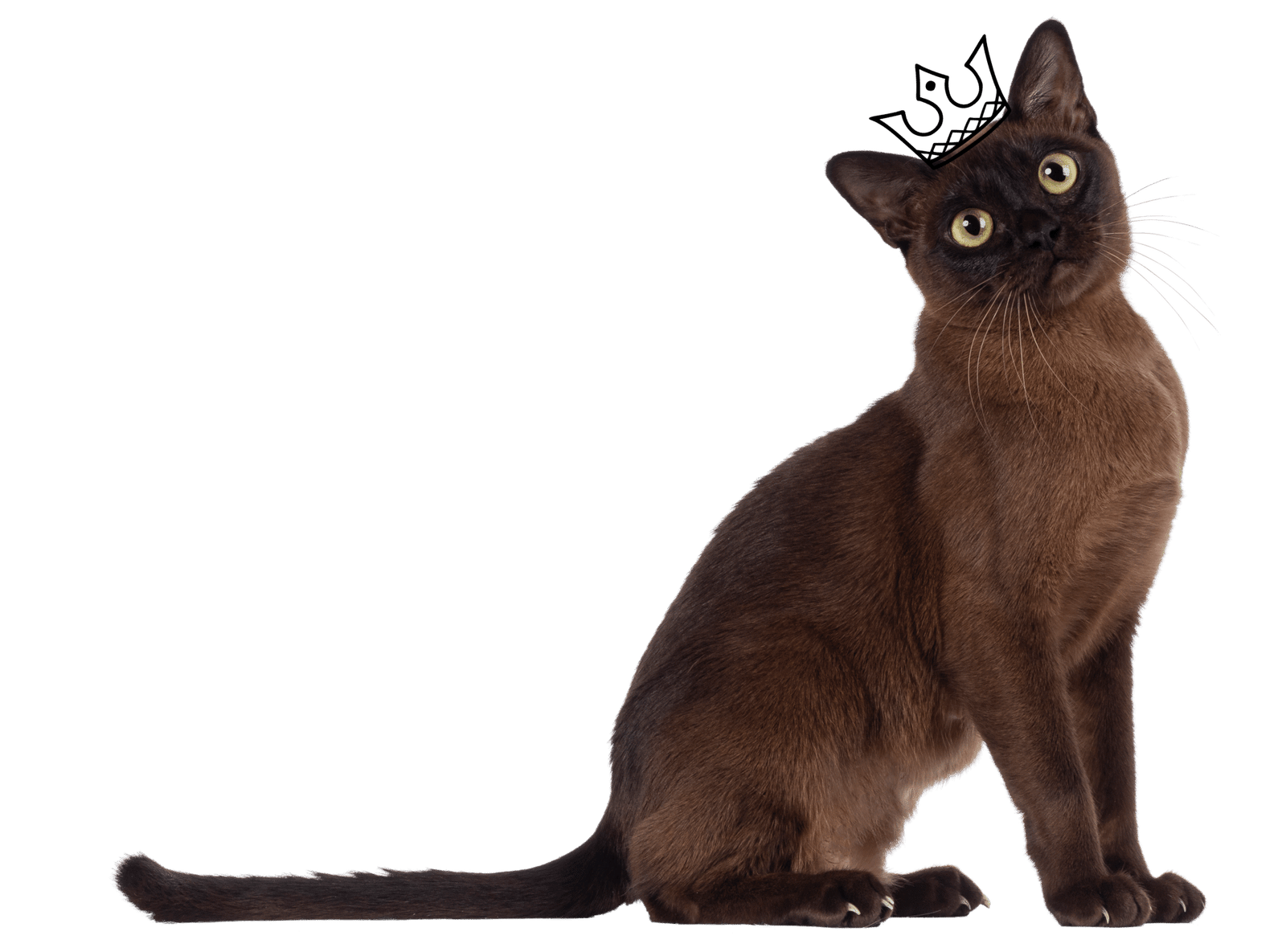 Kat met kroontje 3