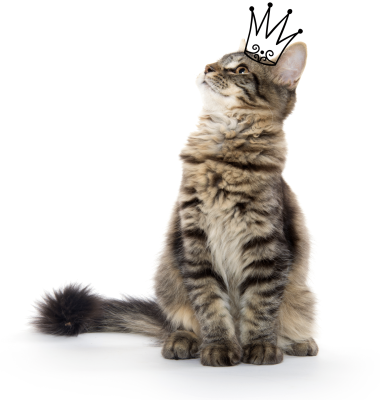 kat met kroontje