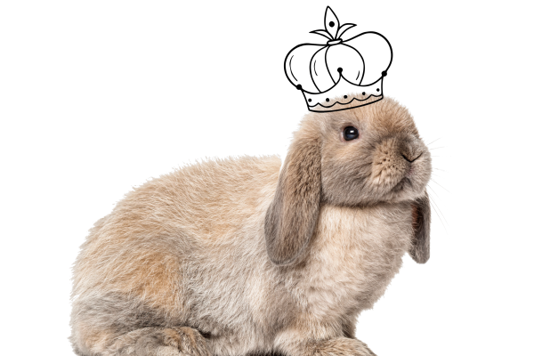 konijn met kroontje